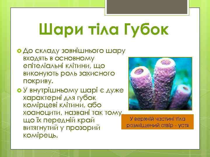 Шари тіла Губок До складу зовнішнього шару входять в основному епітеліальні клітини, що виконують