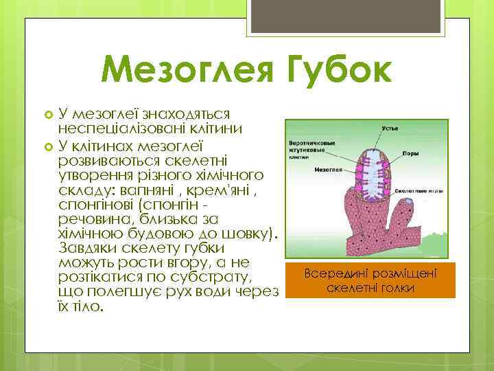 Мезоглея Губок У мезоглеї знаходяться неспеціалізовані клітини У клітинах мезоглеї розвиваються скелетні утворення різного
