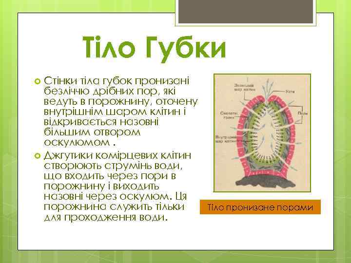 Тіло Губки Стінки тіла губок пронизані безліччю дрібних пор, які ведуть в порожнину, оточену