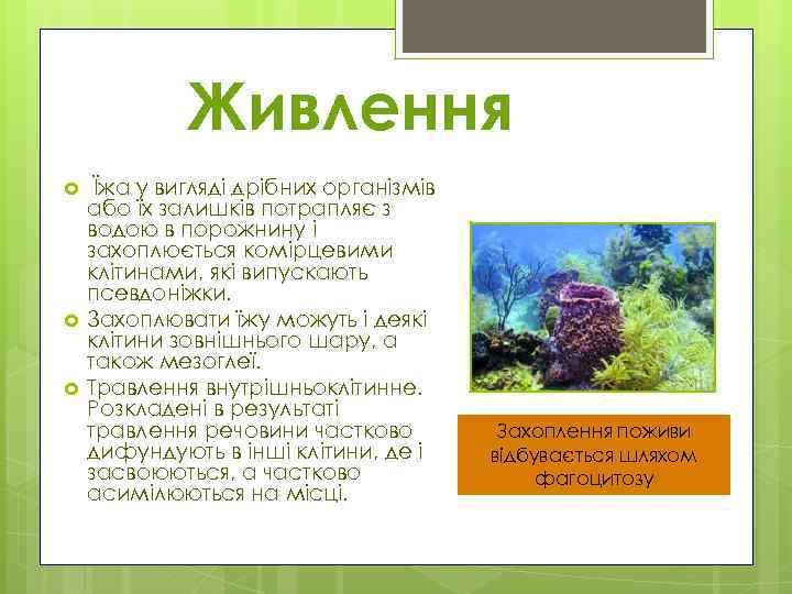 Живлення Їжа у вигляді дрібних організмів або їх залишків потрапляє з водою в порожнину