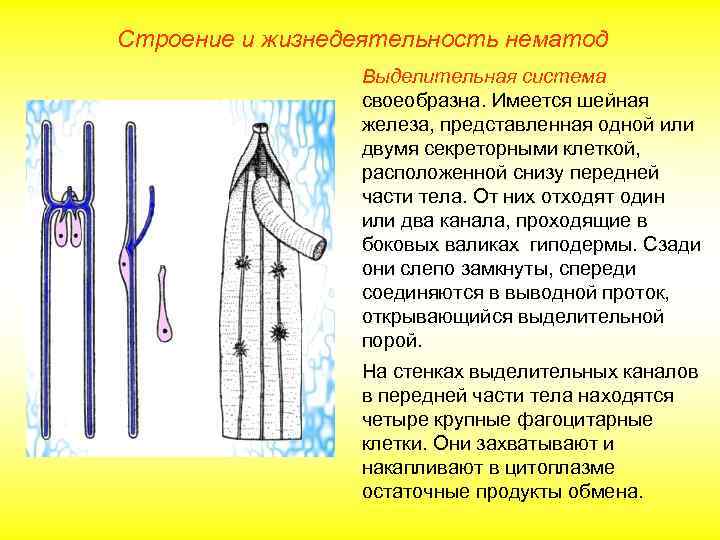 Строение и жизнедеятельность нематод Выделительная система своеобразна. Имеется шейная железа, представленная одной или двумя