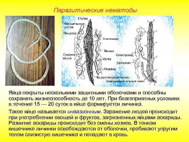 Паразитические нематоды Яйца покрыты несколькими защитными оболочками и способны сохранять жизнеспособность до 10 лет.
