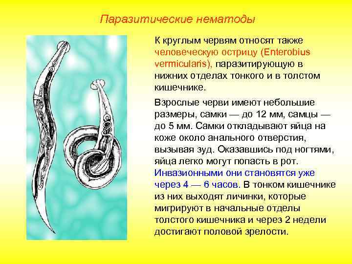 Паразитические нематоды К круглым червям относят также человеческую острицу (Enterobius vermicularis), паразитирующую в нижних