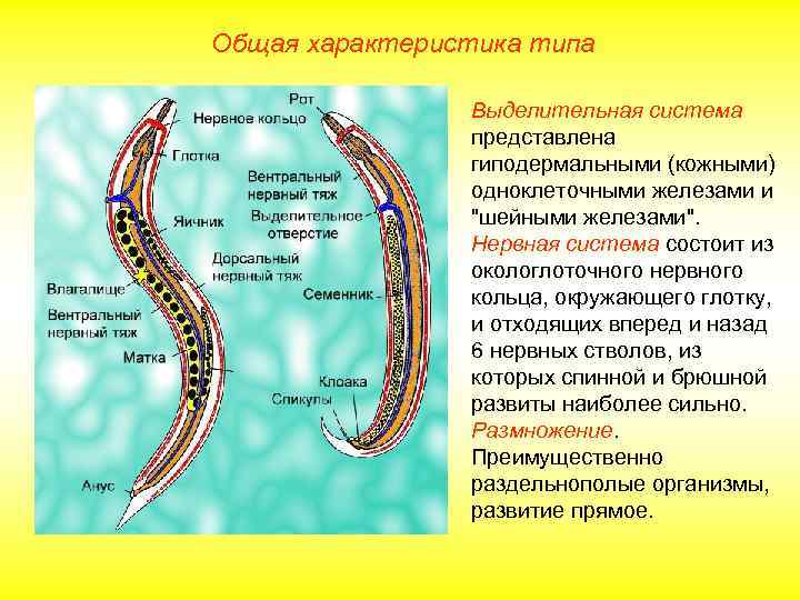 Общая характеристика типа Выделительная система представлена гиподермальными (кожными) одноклеточными железами и "шейными железами". Нервная