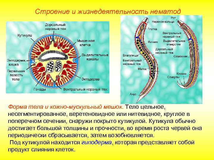 Схема строения круглых червей