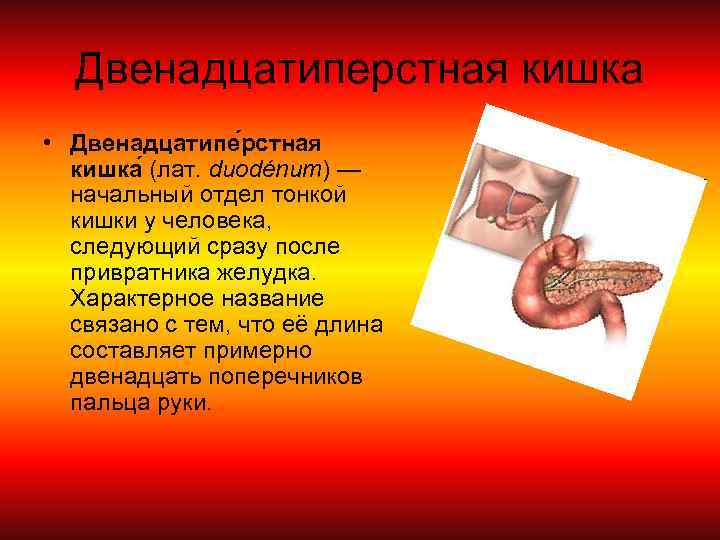 Двенадцатиперстная кишка • Двенадцатипе рстная кишка (лат. duodénum) — начальный отдел тонкой кишки у