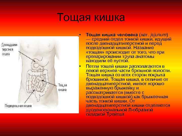 Тощая кишка • • Тощая кишка человека (лат. jejunum) — средний отдел тонкой кишки,