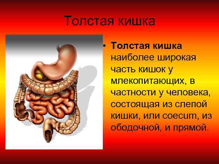 Толстая кишка • Толстая кишка наиболее широкая часть кишок у млекопитающих, в частности у