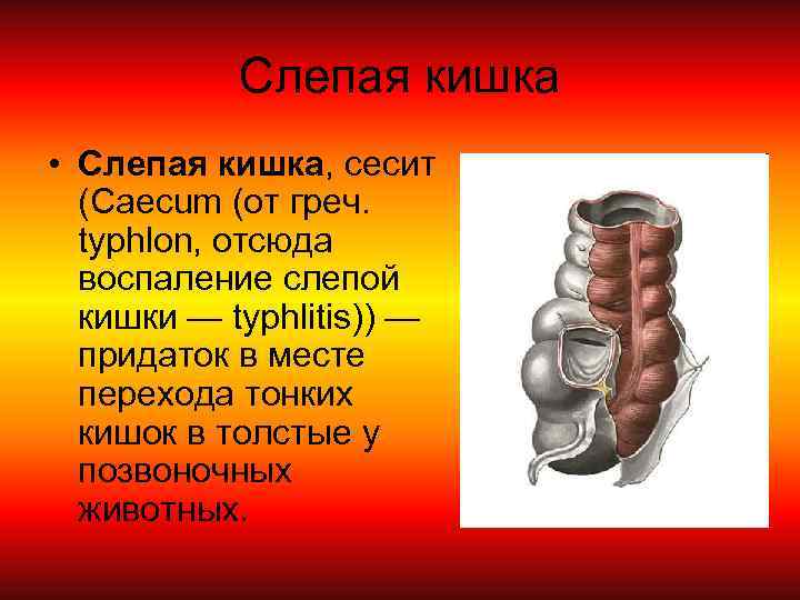 Слепая кишка • Слепая кишка, сесит (Caecum (от греч. typhlon, отсюда воспаление слепой кишки