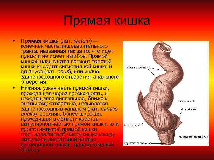 Прямая кишка • • Пряма я кишка (лат. rectum) — конечная часть пищеварительного тракта,