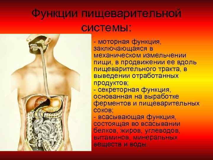 Функции пищеварительной системы: - моторная функция, заключающаяся в механическом измельчении пищи, в продвижении ее