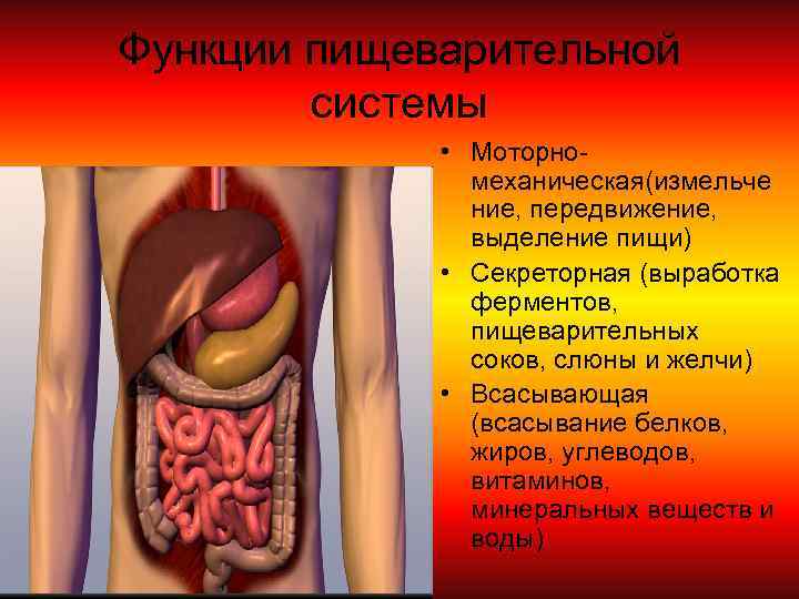 Функции пищеварительной системы • Моторномеханическая(измельче ние, передвижение, выделение пищи) • Секреторная (выработка ферментов, пищеварительных