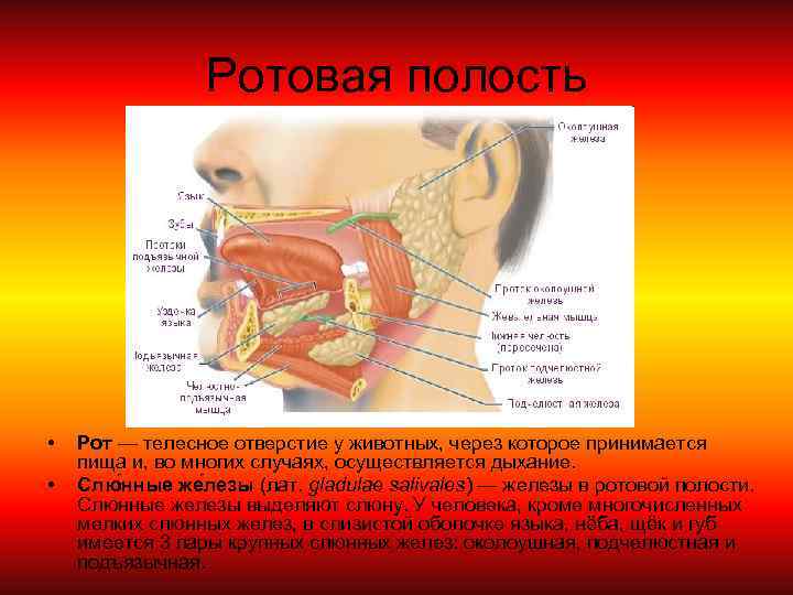 Ротовая полость • • Рот — телесное отверстие у животных, через которое принимается пища
