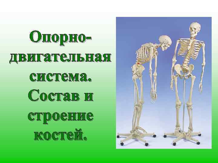 Опорнодвигательная система. Состав и строение костей. 