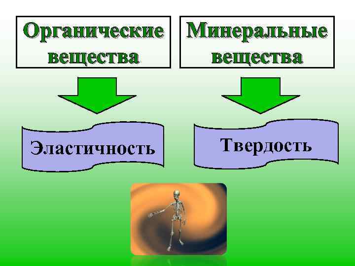 Органические вещества Эластичность Минеральные вещества Твердость 