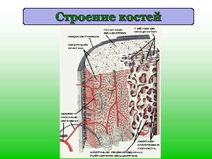 Строение костей 