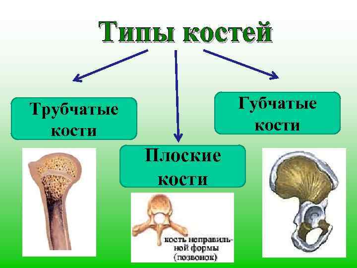 Типы костей Губчатые кости Трубчатые кости Плоские кости 