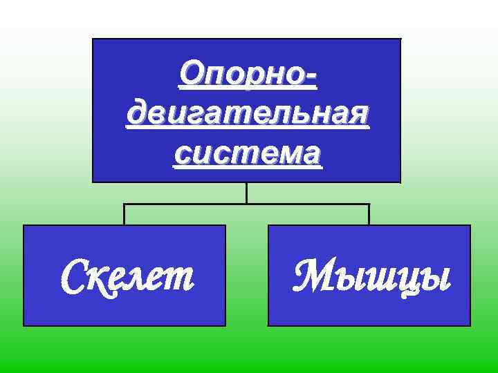 Опорнодвигательная система Скелет Мышцы 