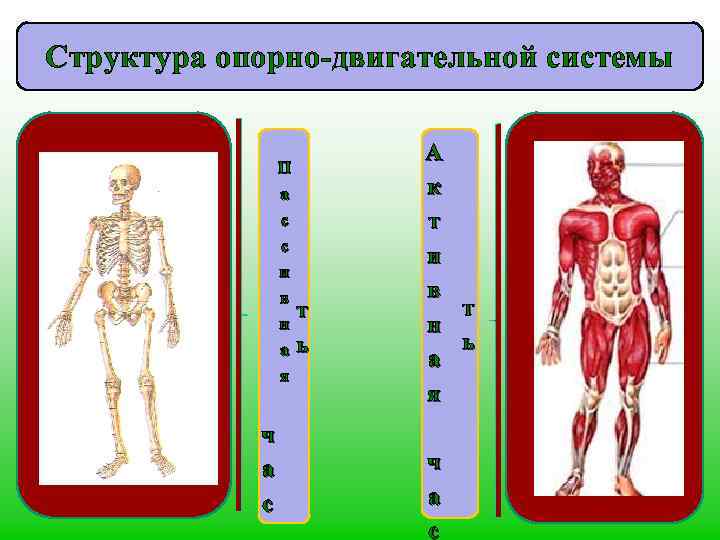 Структура опорно-двигательной системы П а с с и в н а я ч а