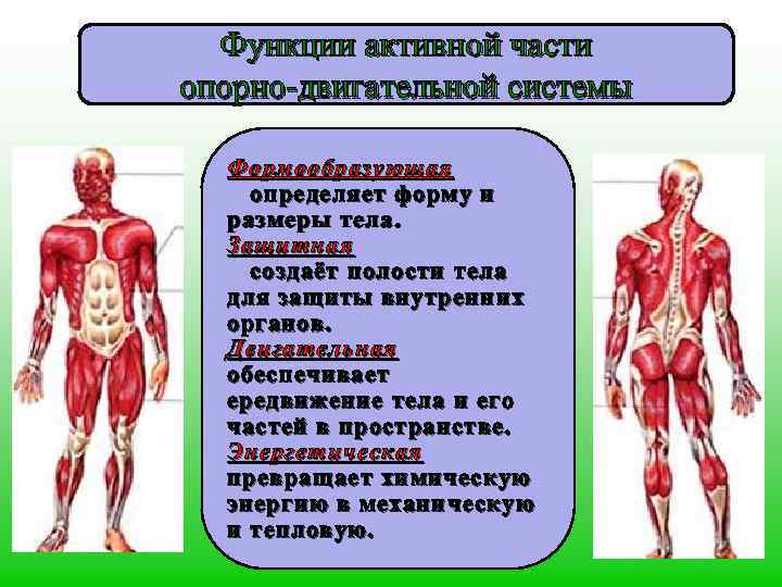 Функции активной части опорно-двигательной системы Формообразующая определяет форму и размеры тела. Защитная создаёт полости