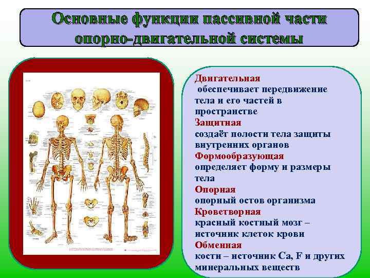 Основные функции пассивной части опорно-двигательной системы Двигательная обеспечивает передвижение тела и его частей в