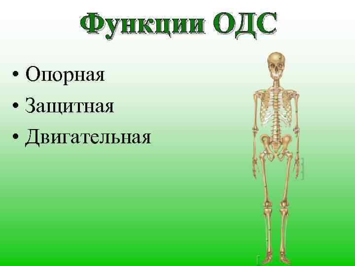 Опорная и защитная функция