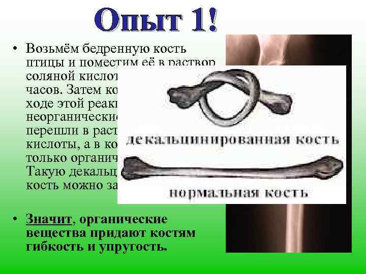 Опыт 1! • Возьмём бедренную кость птицы и поместим её в раствор соляной кислоты