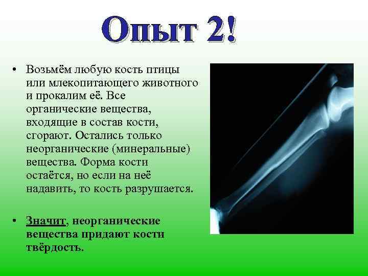 Опыт 2! • Возьмём любую кость птицы или млекопитающего животного и прокалим её. Все