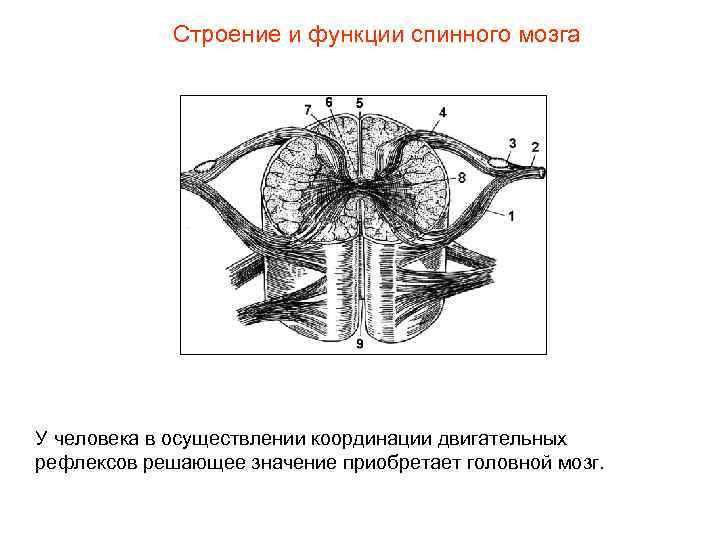 Строение и функции спинного мозга У человека в осуществлении координации двигательных рефлексов решающее значение