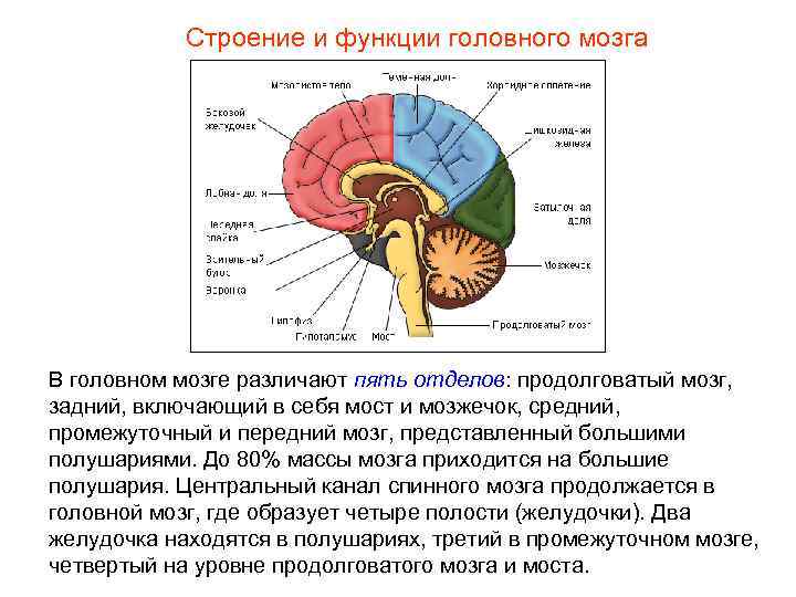 Строение и функции головного мозга В головном мозге различают пять отделов: продолговатый мозг, задний,