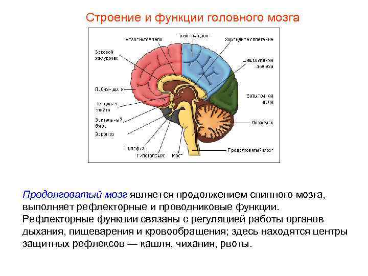 Строение и функции головного мозга Продолговатый мозг является продолжением спинного мозга, выполняет рефлекторные и