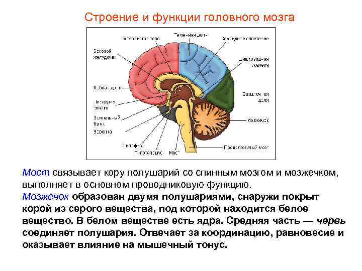 Строение и функции головного мозга Мост связывает кору полушарий со спинным мозгом и мозжечком,