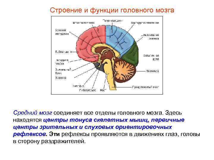 Строение и функции головного мозга Средний мозг соединяет все отделы головного мозга. Здесь находятся