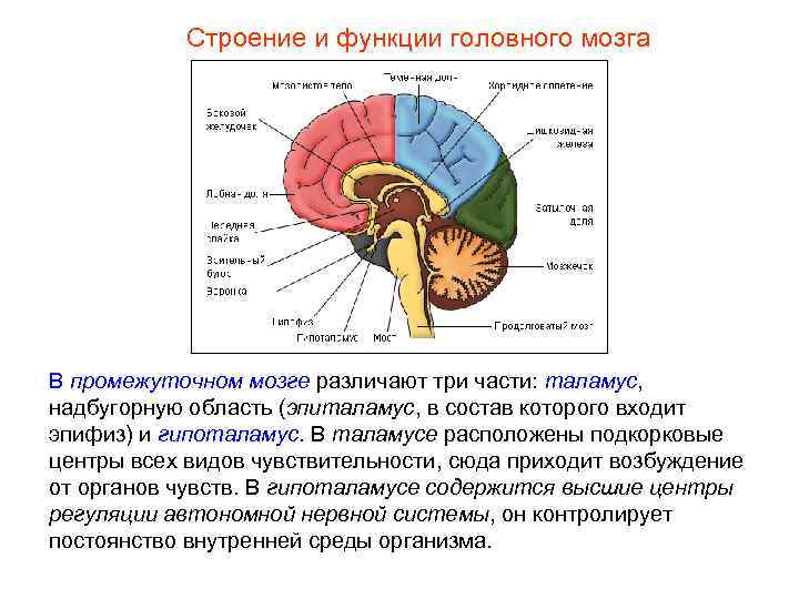 Строение и функции головного мозга В промежуточном мозге различают три части: таламус, надбугорную область