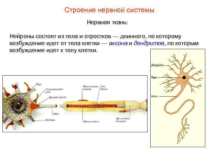 Строение нервной системы Нервная ткань: Нейроны состоят из тела и отростков — длинного, по