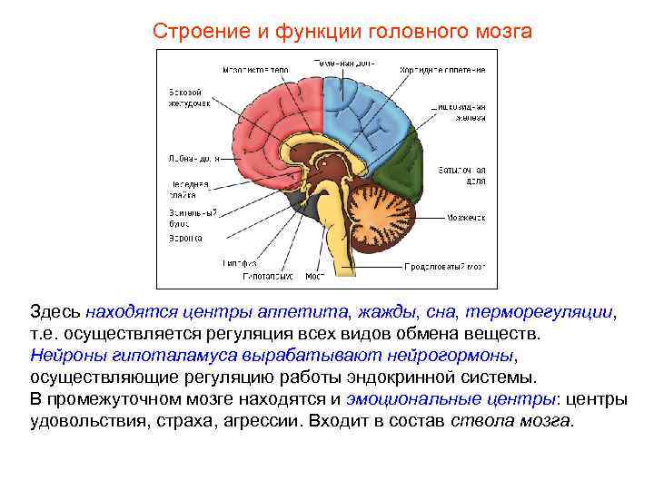 Строение и функции головного мозга Здесь находятся центры аппетита, жажды, сна, терморегуляции, т. е.