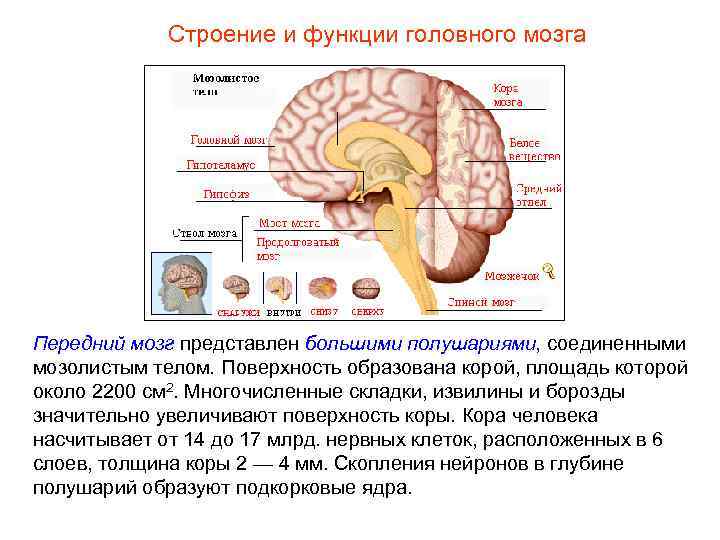 Строение и функции головного мозга Передний мозг представлен большими полушариями, соединенными мозолистым телом. Поверхность