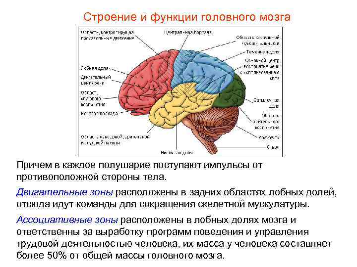 Строение и функции головного мозга Причем в каждое полушарие поступают импульсы от противоположной стороны
