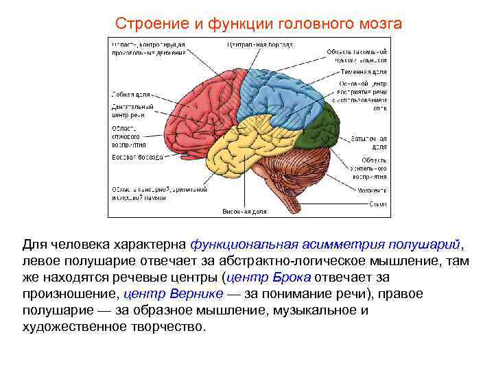Строение и функции головного мозга Для человека характерна функциональная асимметрия полушарий, левое полушарие отвечает