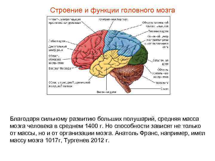 Строение и функции головного мозга Благодаря сильному развитию больших полушарий, средняя масса мозга человека