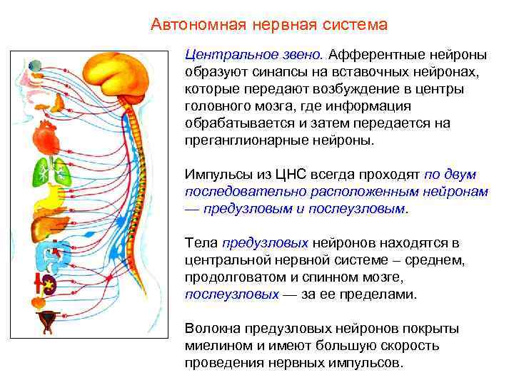 Автономная нервная система Центральное звено. Афферентные нейроны образуют синапсы на вставочных нейронах, которые передают