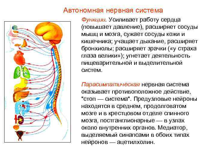 Нервная система организатора картинка