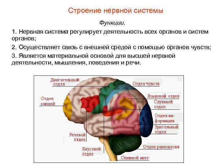 Строение нервной системы Функции. 1. Нервная система регулирует деятельность всех органов и систем органов;