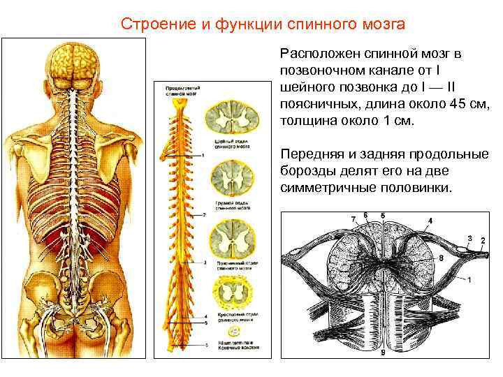 Строение и функции спинного мозга Расположен спинной мозг в позвоночном канале от I шейного