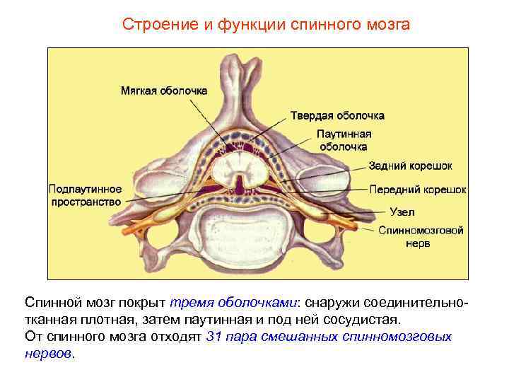 Строение и функции спинного мозга Спинной мозг покрыт тремя оболочками: снаружи соединительнотканная плотная, затем
