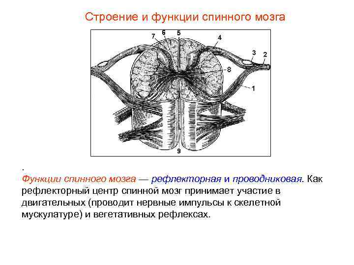 Строение и функции спинного мозга . Функции спинного мозга — рефлекторная и проводниковая. Как