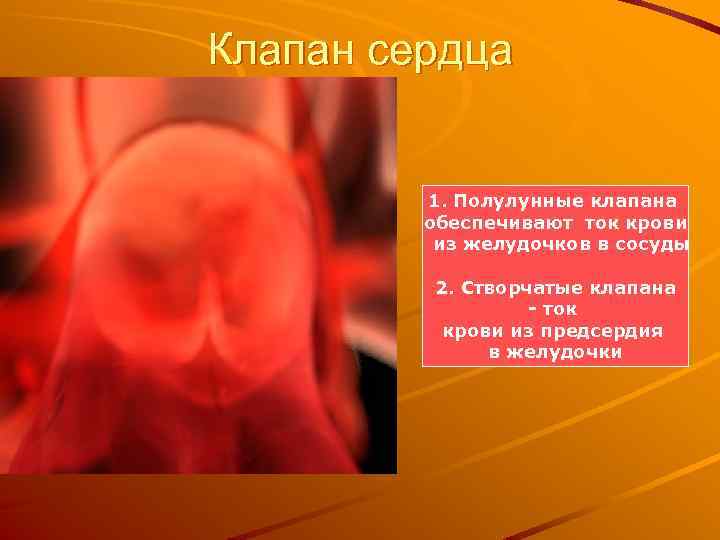 Клапан сердца 1. Полулунные клапана обеспечивают ток крови из желудочков в сосуды 2. Створчатые