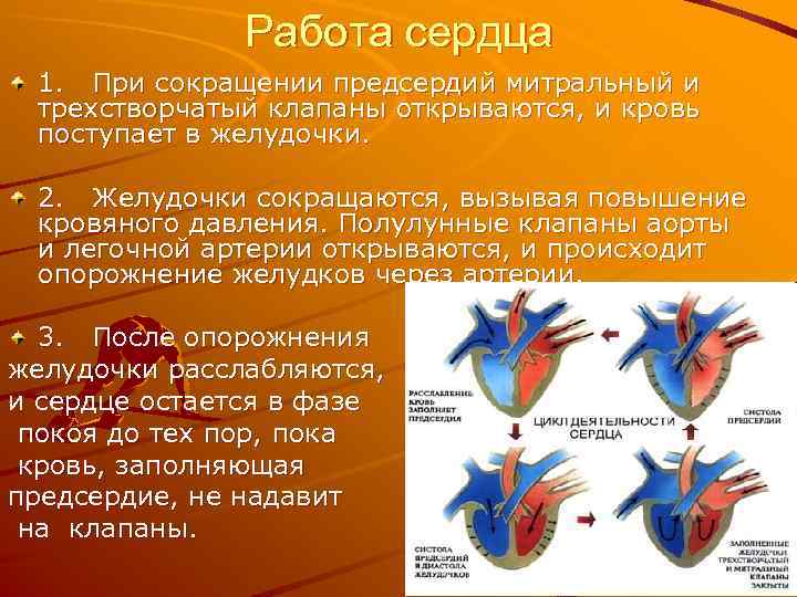 Работа сердца 1. При сокращении предсердий митральный и трехстворчатый клапаны открываются, и кровь поступает