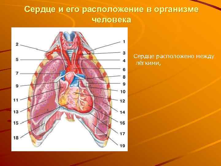 Сердце и его расположение в организме человека Сердце расположено между лёгкими, 