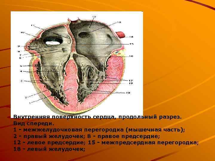 Внутренняя поверхность сердца, продольный разрез. Вид спереди. 1 - межжелудочковая перегородка (мышечная часть); 2